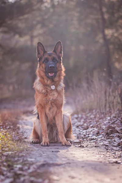 Schattig Hondje Het Bos — Stockfoto