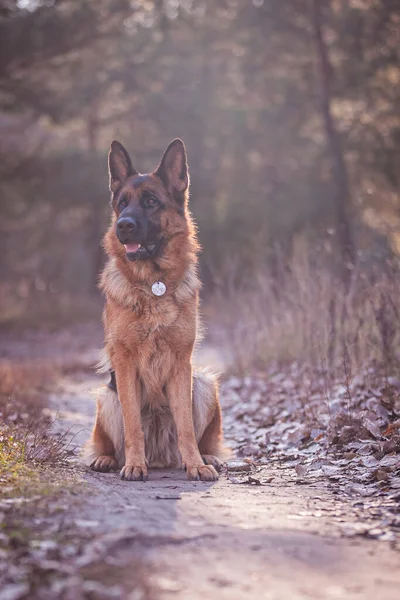 Portret Van Een Schattige Hond Aan Een Riem Bij Zonsondergang — Stockfoto