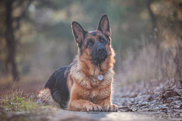 Sonbahar ormanında yeşil otlu ve yakalı bir köpek.