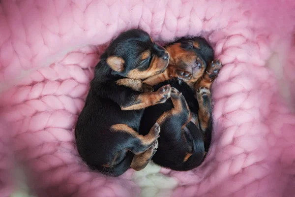 Şirin bir köpek yavrusunun yakın çekimi