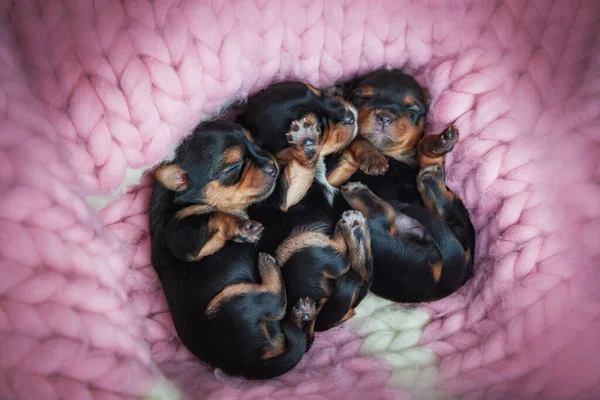 Yeni doğmuş bir bebeğe yaklaş