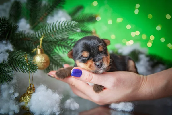 Küçük şirin chihuahua köpek yavrusu, kameraya özenli odaklan.
