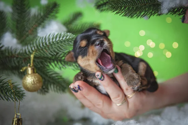 Noel ağacı olan bir köpek.