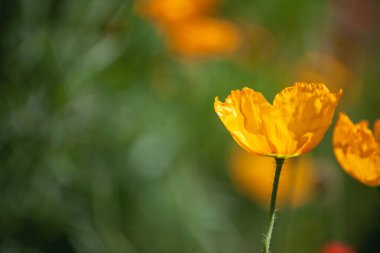 Bahçedeki güzel sarı çiçekler