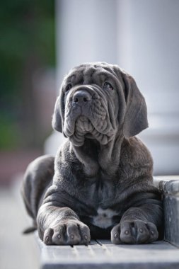 Şirin bir köpeğin portresi.