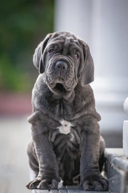Şirin bir köpeğin portresi.