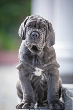güzel köpek portresi