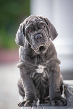 Şirin bir köpeğin portresi.