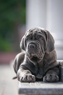 Şirin bir köpeğin portresi.