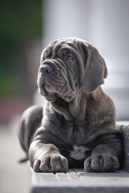 Şirin bir köpeğin portresi.