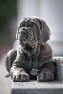 close up of pug dog on wooden background with copy space