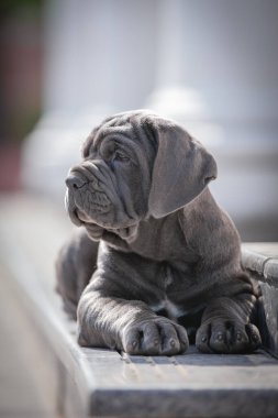 portrait of a dog in a cage on a wooden background