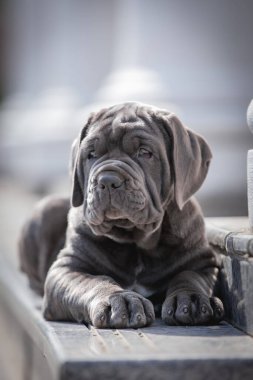 Şirin bir köpeğin portresi.