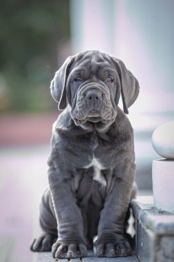 Şirin bir köpeğin portresi.