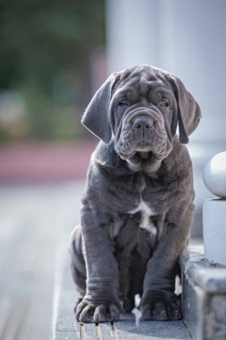 Şirin bir köpeğin portresi.