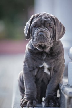 Şirin bir köpeğin portresi.