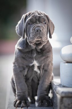 Şirin bir köpeğin portresi.