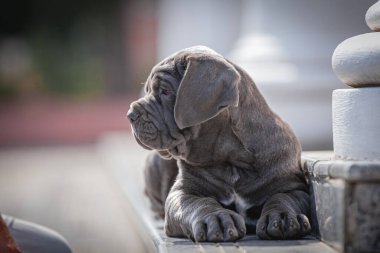 Şirin bir köpeğin portresi.