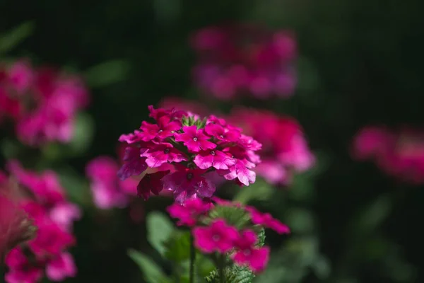 Bahçedeki güzel çiçekler