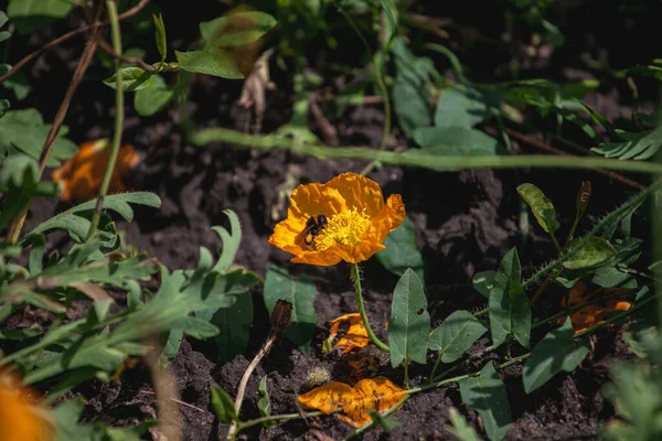 Bahçedeki sarı çiçekler