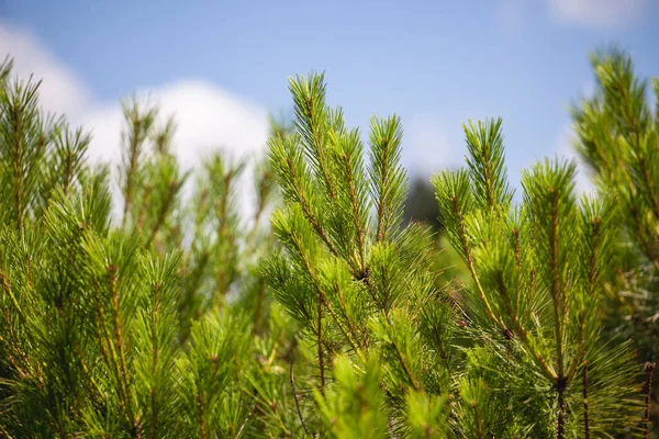 Ormanda çam ağacı dalları