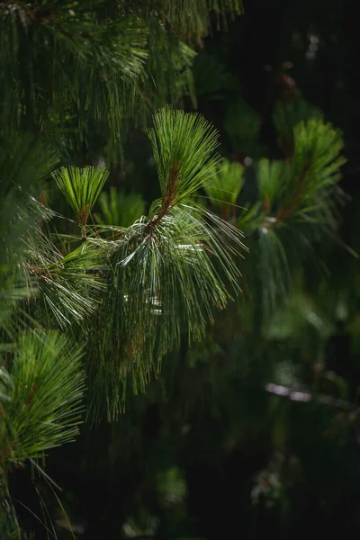 Beyaz karlı yeşil çam ağacı dalı