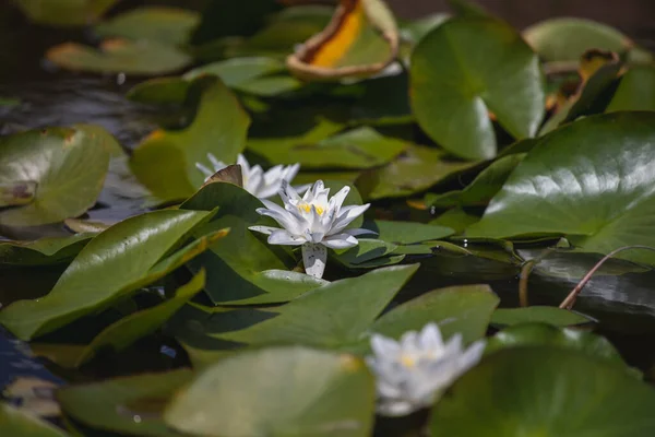 Bela Flor Lótus Jardim — Fotografia de Stock