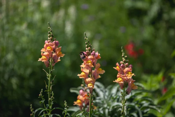 Bahçedeki güzel çiçekler