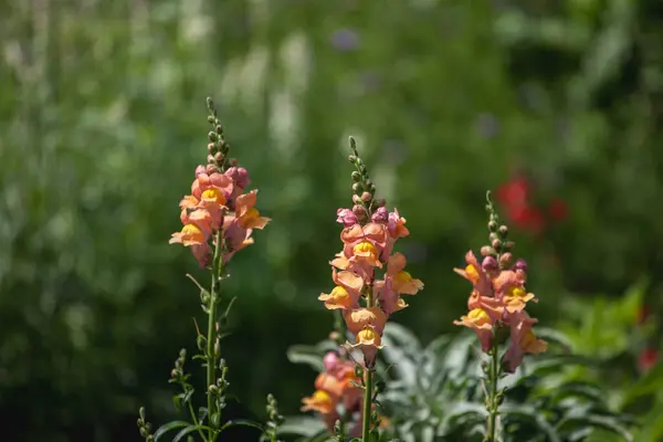 Bahçedeki güzel çiçekler