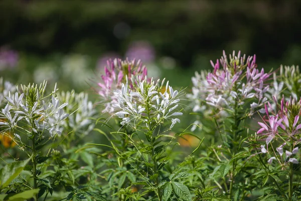 Bahçedeki güzel çiçekler