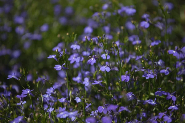 Bahçedeki güzel çiçekler