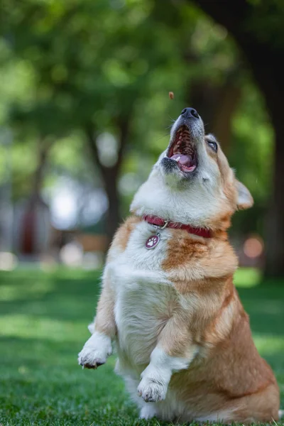 cute dog on the nature