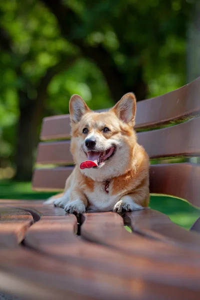 cute welsh corgi pembroke with tongue out