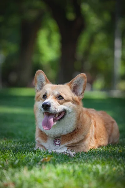 公園の犬 — ストック写真