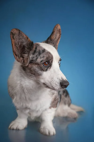 studio shot of a black and white american shepherd dog on blue background