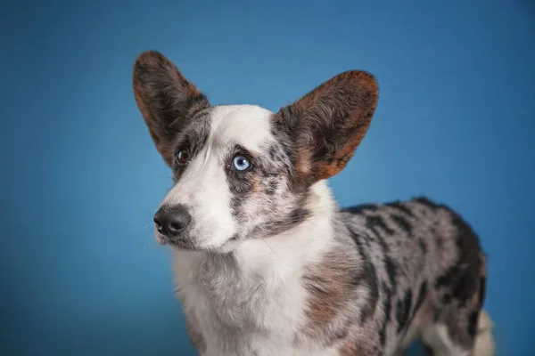 portrait of a cute dog on blue background