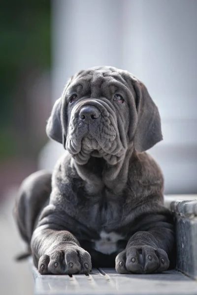 Tatlı bir köpek portresi.