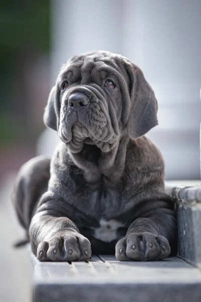 Şirin bir köpeğin portresi.