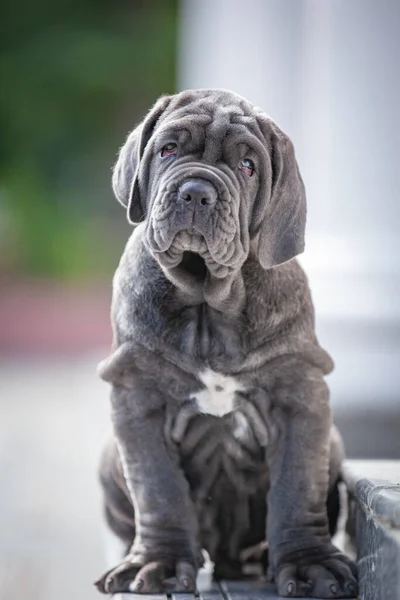 Cute Grey Pug Dog Leash Front Green Background — Stock Fotó