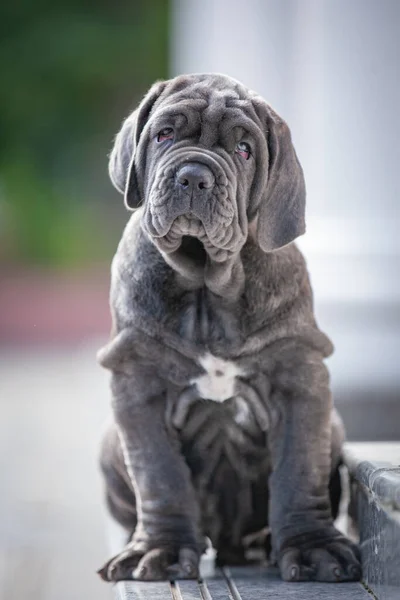 close up view of cute dog in front of camera with a sad eyes, looking to the side