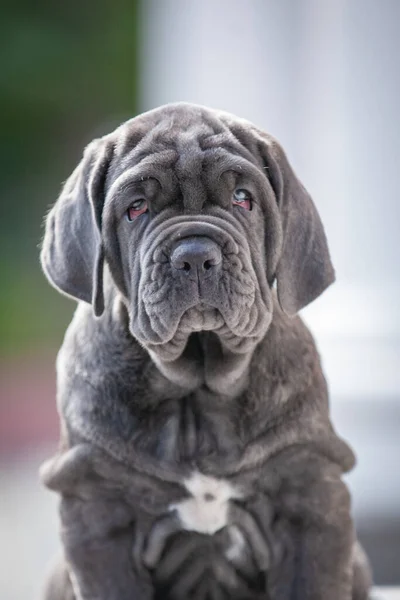 Şirin bir köpeğin portresi.