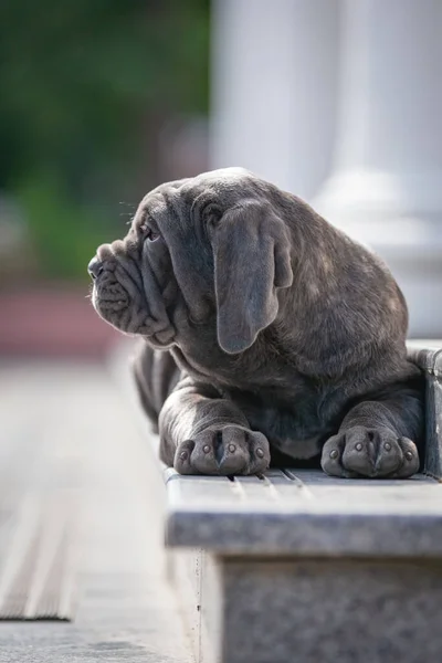a selective focus shot of a cute brown puppy sitting on a bench