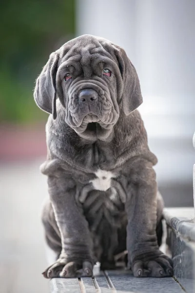 close-up portrait of cute pug dog