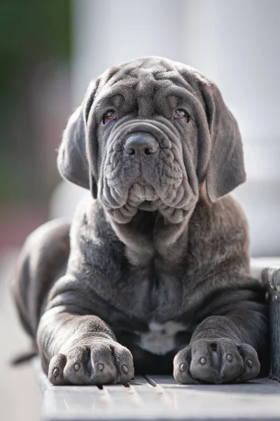 Tatlı bir köpek portresi.