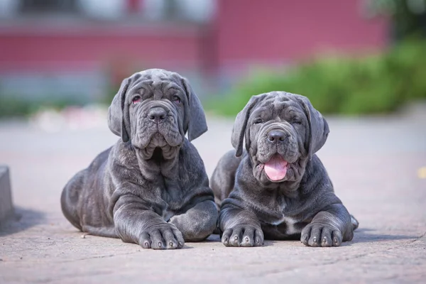 Sokaktaki sevimli köpek.