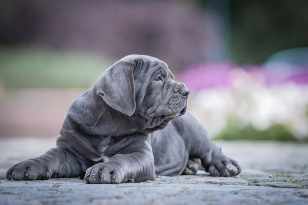 Şirin bir köpeğin portresi.