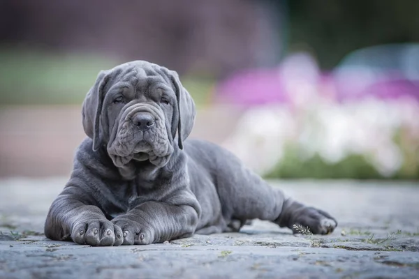 pug dog in front of green grass in a park.