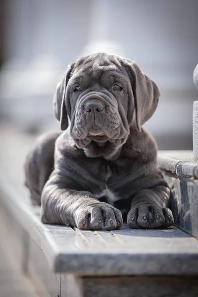 Şirin bir köpeğin portresi.