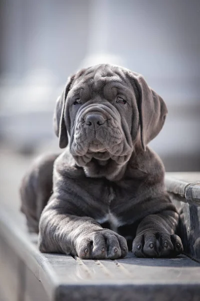 cute pug dog with blue eyes
