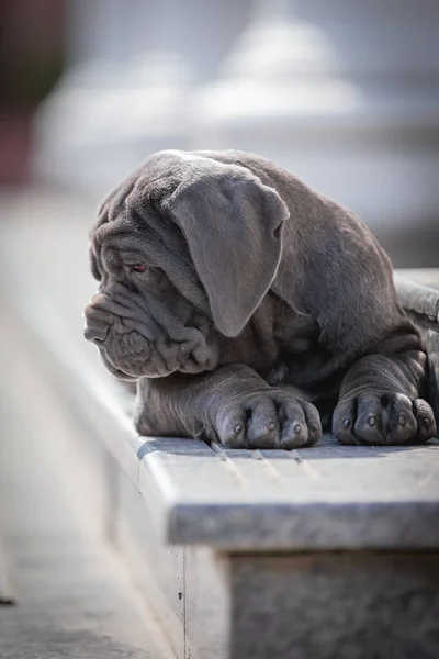 Şirin bir köpeğin portresi.